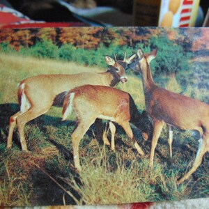 Vintage Excellent 40&#39;s/50&#39;s LITTLE DEARS Send Greetings Postcard.....unused ..#235.... Paper Ephemera,Collecting Postcard,Scrapbook