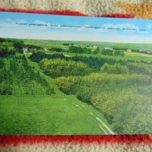 Vintage Excellent 1940&#39;s Forest Arboretum Wooster OHIO State Postcard..unused..#284..Paper Ephemera,Collecting Postcard,Scrapbook