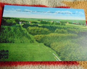 Vintage Excellent 1940's Forest Arboretum Wooster OHIO State Postcard..unused..#284..Paper Ephemera,Collecting Postcard,Scrapbook