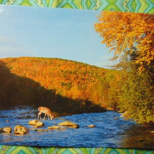 VINTAGE BeAUTIFUL 70&#39;s/80&#39;s Majestic Whitetail Buck Postcard-Unused-1397-Paper Ephemera,Collecting Postcards,Scrapbooking