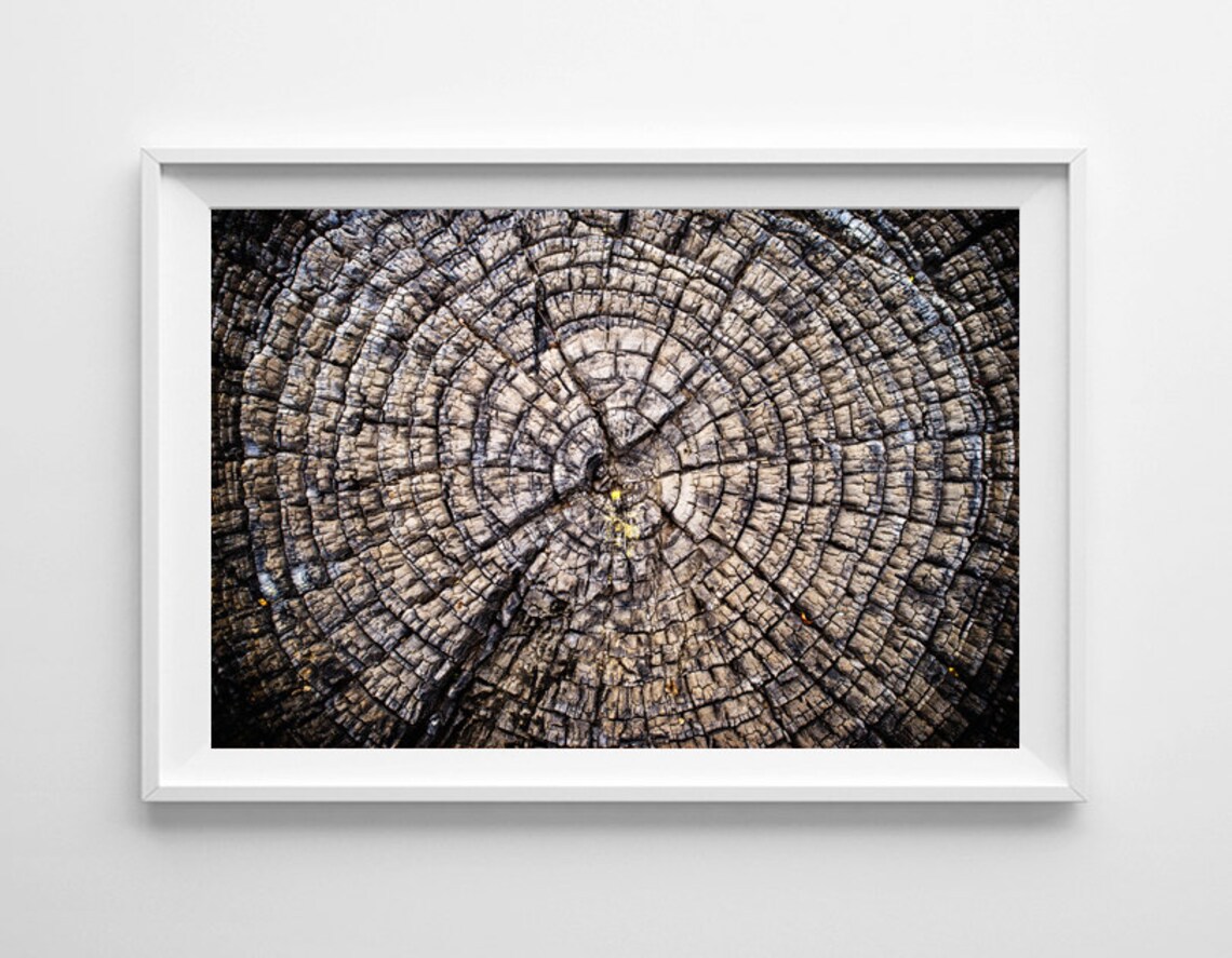 Nature Photography Tree Rings Forest Decor Nature Art Tree - Etsy