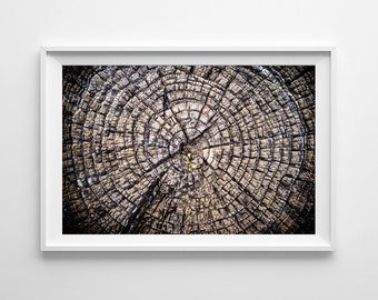 Nature Photography Tree Rings Forest Decor - Nature Art, Tree Art, Nature Print - Small and Oversized Art Prints Available