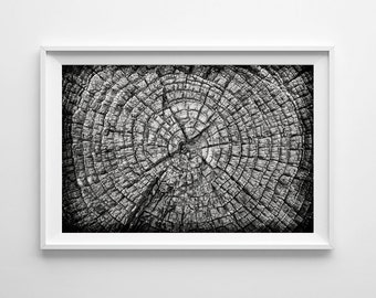 Nature Photography Tree Rings - Black and White Art Forest Decor Tree Art, Monochrome Nature Art - Small and Large Wall Art Prints Available