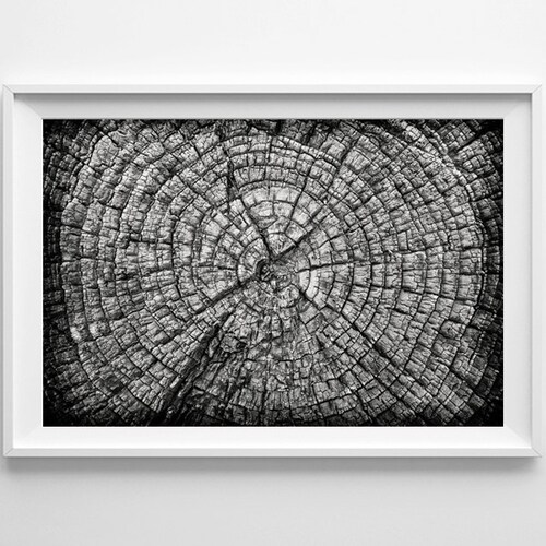 Nature Photography Tree Rings Black and White Art Forest Etsy