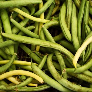 Food Photography Kitchen Decor String Beans Green Kitchen Wall Art, Food Art Vegetable Print Green Fine Art Print image 2