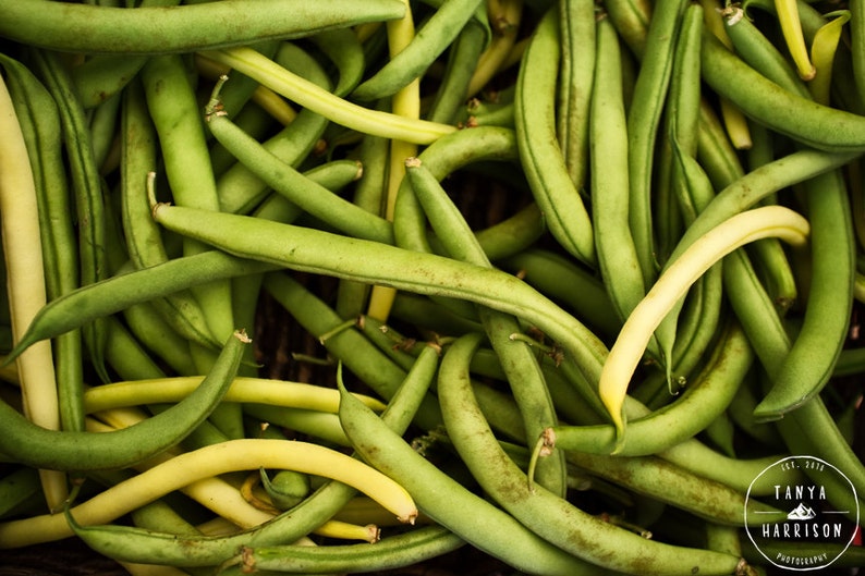 Food Photography Kitchen Decor String Beans Green Kitchen Wall Art, Food Art Vegetable Print Green Fine Art Print image 2