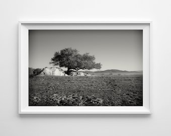 Black and White Landscape Print - Tree at Ramona Grasslands Near San Diego - Minimalist Landscape, Tranquil Art