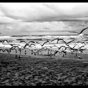 Seagulls Beach Home Decor San Diego California Beach Art Framed Wall Art or Loose Art Prints Available image 2