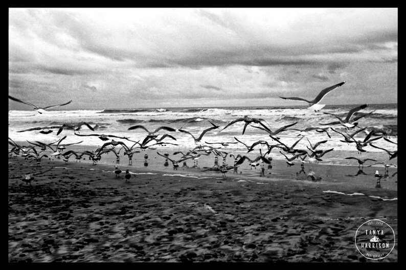 Seagulls Beach Home Decor San Diego California Beach Art Framed Wall Art or Loose Art Prints Available image 2