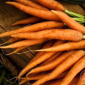 Carrots Food Art Orange Kitchen Decor, Food Photography Kitchen Art, Farmers Market Restaurant Decor Large Wall Art Prints Available image 2