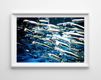 Blue and Silver Nursery Decor Ocean Art - Fish Sardines Abstract Aquatic Animal Photography