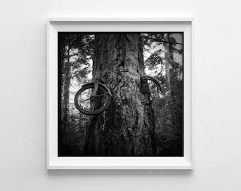 Seattle Art Vashon Island Bike Tree Black and White Photograph, Bicycle Art, Cycling Art - Small and Oversized Art Prints Available