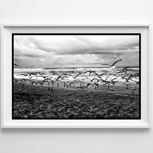 Seagulls Beach Home Decor San Diego California Beach Art Framed Wall Art or Loose Art Prints Available image 1