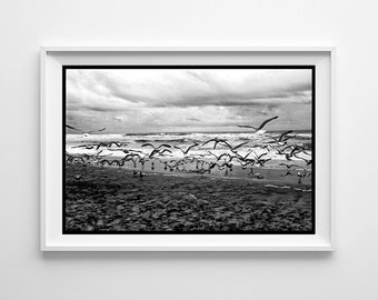 Seagulls Beach Home Decor - San Diego California Beach Art - Framed Wall Art or Loose Art Prints Available