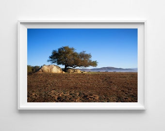 Fine Art Landscape Print Waiting Room Art - Tree at Ramona Grasslands San Diego - Tranquil Art, Minimalist Landscape