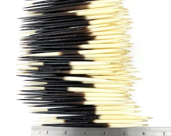 Véritables piquants de porc-épic d'Afrique – Outil spirituel traditionnel