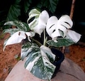 Monstera Borsigiana Albo Variegated Planting Rooted Nodes Cuttings product logo