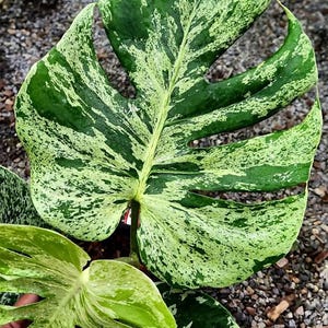 Esqueje de nodo enraizado de planta abigarrada Bulbasaur Monstera Deliciosa
