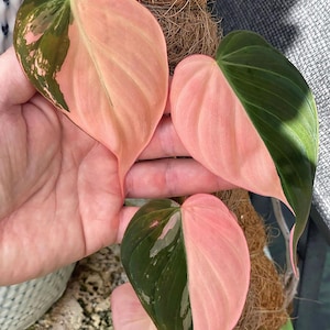 Philodendron Pink Micans Variegated Rooted Single Leaf Node cuttings