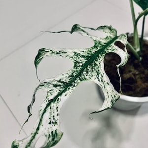 Op de afbeelding: Close-up van een gevarieerd Monstera plantenblad. Het blad vertoont een opvallend patroon van groene en witte variegatie. De plant staat in een witte pot. De randen van het blad zijn licht gekruld, wat bijdraagt aan de natuurlijke uitstraling.