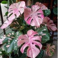 Monstera Deliciosa Pink & Tricolor Variegated Rooted Node Cutting product logo