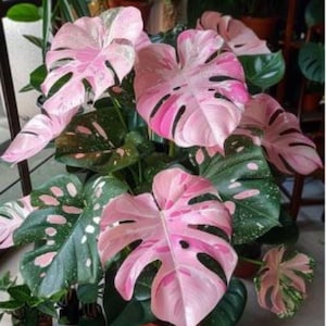 Monstera Deliciosa Roze en driekleurige bonte gewortelde knoopstekken