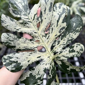 Monstera deliciosa Vietciosa variegada: esquejes de nudos enraizados