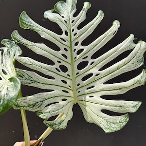 Może przedstawiać: Zbliżenie na liść Monstera variegata. Liść jest głównie biały z zielonym marmurkiem i fenestracjami. Liść jest trzymany przez łodygę z widocznymi korzeniami, co sugeruje sadzonkę rośliny. Tło jest ciemnoszare.