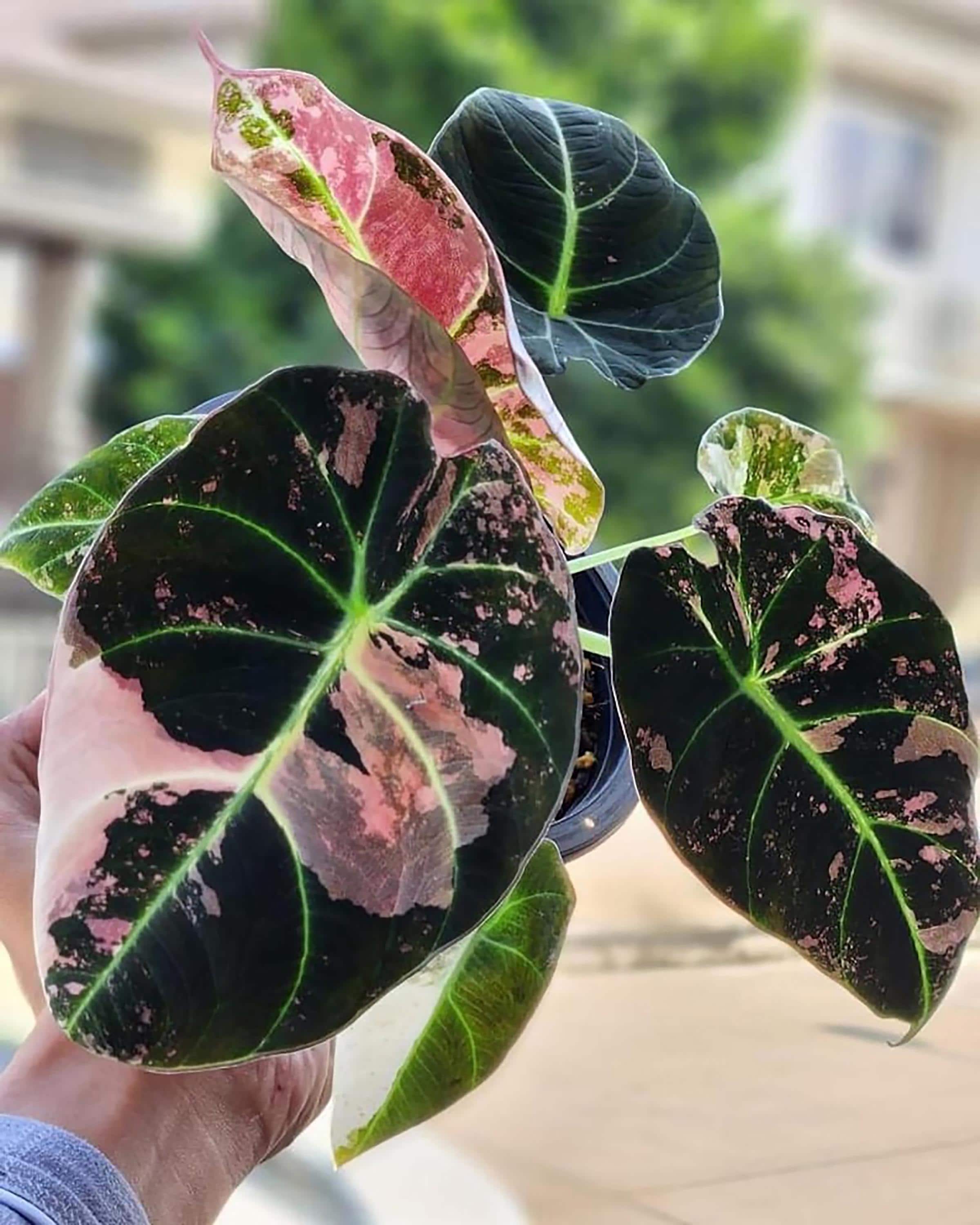 Alocasia Black Velvet Pink - Etsy Canada