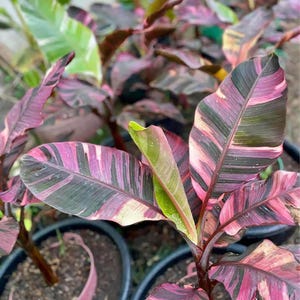 Op de afbeelding: Close-up van een levendige plant met grote, kleurrijke bladeren. De bladeren vertonen een opvallend patroon van roze, groene en donkergroene strepen. De plant staat in een zwarte pot en de algehele esthetiek is weelderig en tropisch.