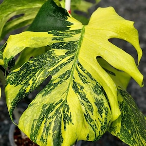 Monstera electro light - Etsy 日本