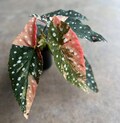 Begonia Maculata Pink Variegated Rooted Live Plant product logo