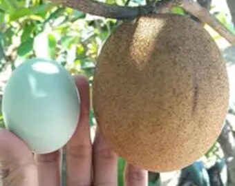 Grafted Jumbo Sapodilla Seedling Sweet Tropical Chikoo Fruit Tree Live Plant