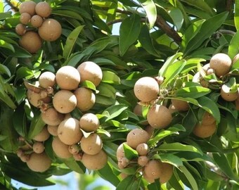 Sweet JNS Sapodilla Seedling Tropical Garden Plant
