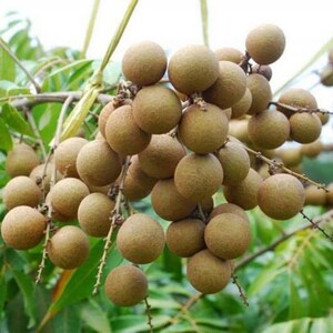 May include: A close-up of a cluster of longan fruit, each about the size of a large marble. The fruit has a light brown, textured skin and is attached to a branch with green leaves. The background is blurred, highlighting the fruit.