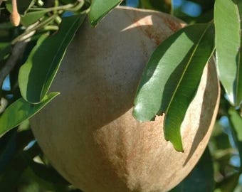 Grafted Jumbo Vietnamese Sapodilla Seedling Fast Growing Tropical Fruit Tree for Home Garden