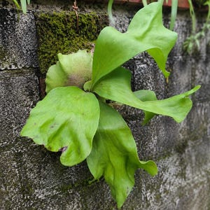 Op de afbeelding: Een hertshoornvaren gemonteerd op een rechthoekige houten plank bedekt met groen mos. De plant heeft brede, lichtgroene, golvende bladeren die naar buiten groeien vanuit een centrale, ronde, bruinachtige basis.