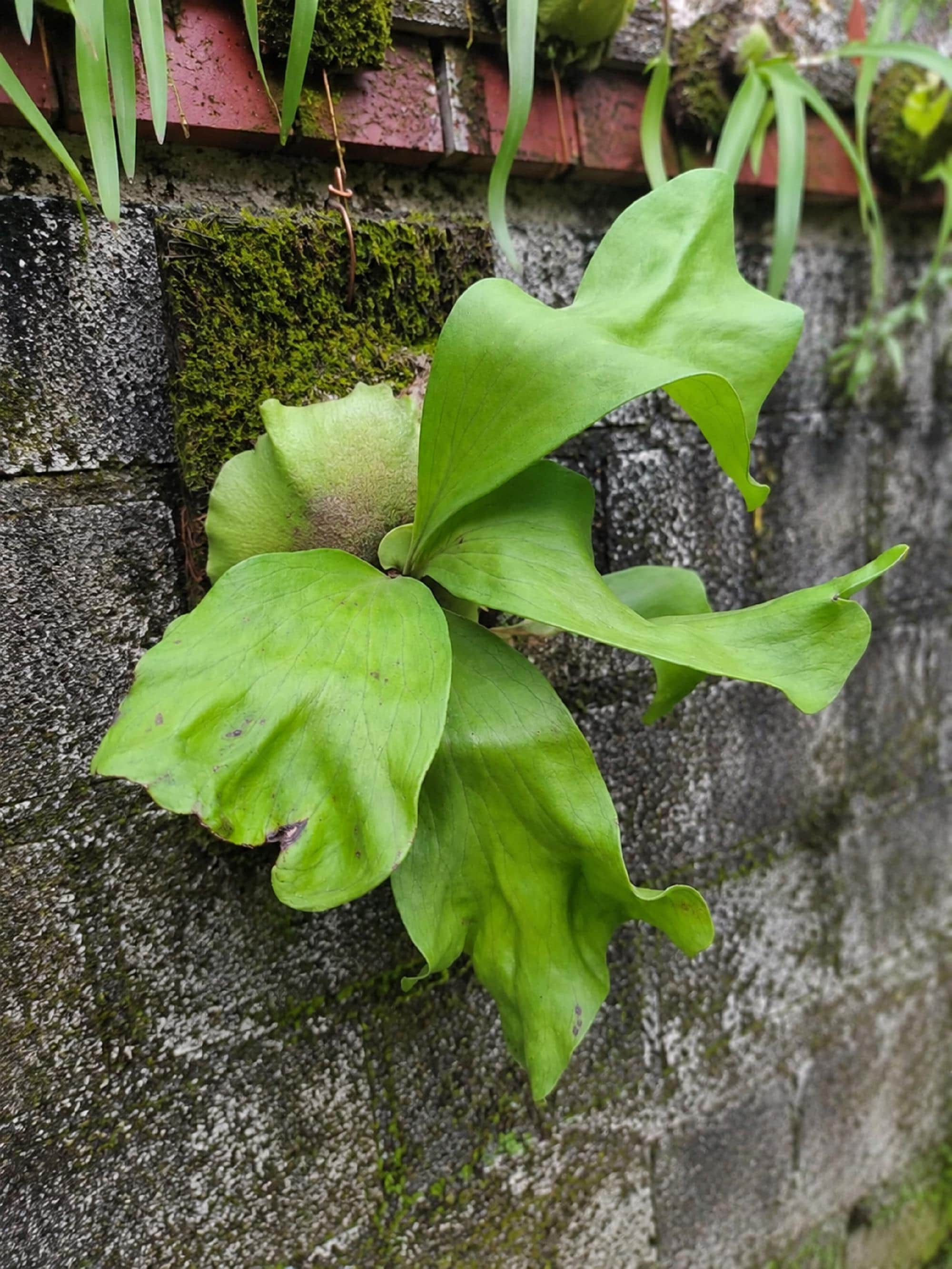 Platycerium Hillii - Etsy