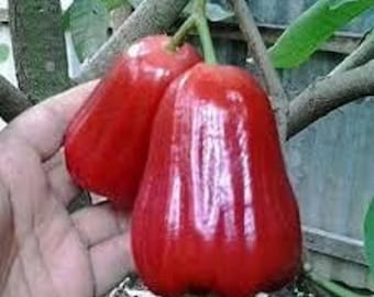 接ぎ木されたレッドデリーウォーターアップルの苗木（Syzygium samarangense）熱帯果樹