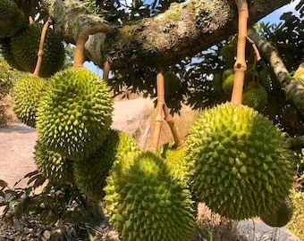 接ぎ木されたドリアンの苗木、成長の早いエキゾチックな果樹