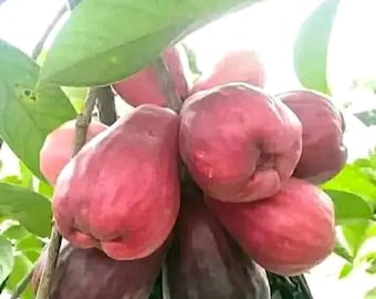 接ぎ木されたジャマイカ産ウォーターアップルの苗木、早く実をつける熱帯果樹、Syzygium samarangense