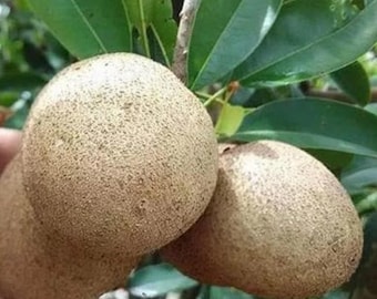 Jumbo sapodilla seedlings Ciku Mega 19 grafted for home gardens