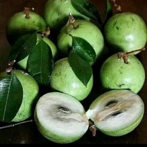 Può includere: Un gruppo di mele stella verdi, alcune intere e altre tagliate per rivelare la polpa bianca e i semi scuri. I frutti sono rotondi con la buccia liscia, e alcuni hanno foglie verdi attaccate. Immagine ravvicinata.