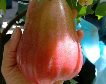 接ぎ木されたバジャンリアンワックスアップルの木（甘い熱帯果樹）