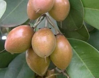 Small Grafted Sapodilla Tree  Sweet Tropical Fruit Plant