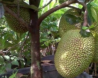 接ぎ木されたハニージャックフルーツJ33の苗木、甘くてパリッとしたジャックフルーツの木、生きた植物
