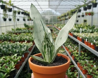 緑*6様 S8858★オークション★ サンスベリア ムーンシャイン スプラッシュ 緑*6様 S8858☆オークション☆ サンスベリア ムーンシャイン スプラッシュ