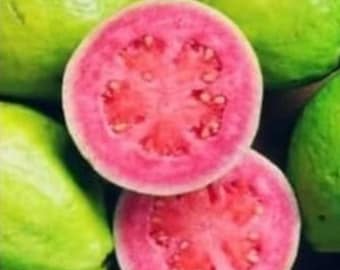 赤グアバの苗木、接ぎ木されたすぐに実をつける園芸植物