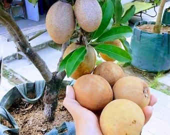 Grafted Jumbo Thai Sapodilla Seedling Fast Fruiting Tropical Plant Sweet Exotic Fruit Tree