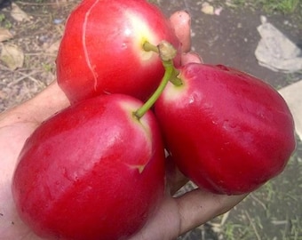 接ぎ木された台湾産レッドウォーターアップルの苗木（生きた熱帯果樹、学名：Syzygium samarangense）